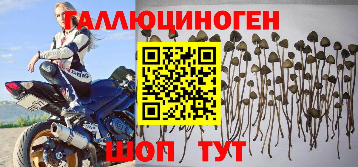 Кропоткин  Псилоцибиновые грибы мицелий  Вход с VPN 